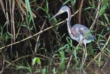 203-Aigrette-tricolore.jpg