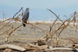 211-Buse-des-mangroves.jpg