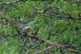 044 Ringed Kingfisher male.JPG