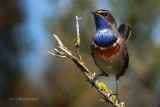 054-Gorgebleue  miroir - FRANCE.jpg