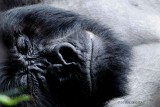 091-Gorille des montagnes-Dos argent endormi - RWANDA.jpg