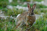 152-Lapin de garenne-et-myosotis - FRANCE.jpg