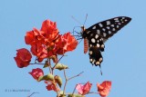 164-Papillon - MADAGASCAR.jpg