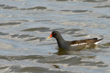 052 Gallinule poule-deau.JPG