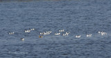 073 Avocettes lgantes.JPG