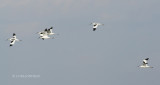 077 Avocettes lgantes- dfcation.JPG