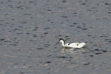 090 Avocette lgante.JPG