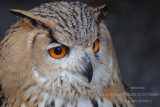 Galerie: FRANCE (oiseaux)
