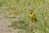 389 Sentinelle  gorge jaune.JPG