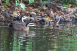 544 Couple de grbifoulques dAfrique.JPG