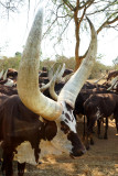 564 Vache ougandaise.JPG