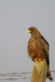 001 Yellow-billed Kite.JPG