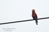 007 Broad-billed Roller.JPG