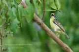 008 Yellow-fronted Tinkerbird.JPG