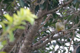 010 African Green Pigeon.JPG