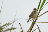 011 Trilling Cisticola.JPG