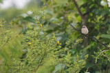 012 African Grey Flycatcher.JPG