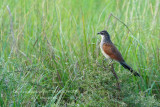 018 White-browed Coucal.JPG