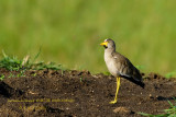 023 African Wattled Lapwing.JPG