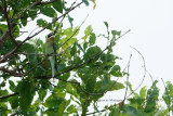025 Olive Bee-eater.JPG