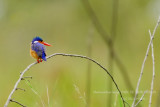 026 Malachite Kingfisher.JPG