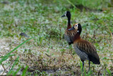 030 White-faced Whistling Duck.JPG