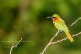 033 Red-throated Bee-eater.JPG