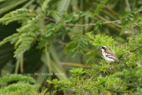 035 White-browed Sparrow-Weaver.JPG