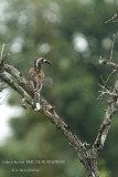 036 African Grey Hornbill.JPG