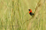 037 Black-winged Red Bishop.JPG