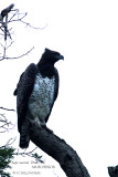 040 Martial Eagle.JPG