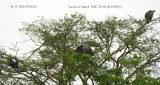 042 Rüppell's Vulture.JPG
