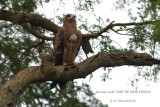 045 Western Banded Snake Eagle.JPG