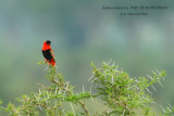 047 Northern Red Bishop.JPG