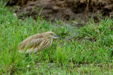 049 Squacco Heron.JPG