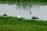 051 Grey-headed Gull.JPG