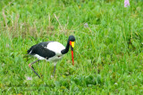 055 Saddle-billed Stork.JPG
