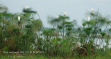 062 Western Cattle Egret.JPG