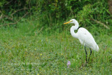 067 Great Egret.JPG