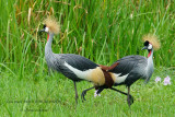 069 Grey Crowned Crane.JPG