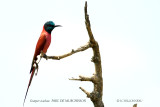 070 Northern Carmine Bee-eater.JPG