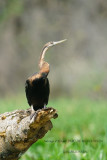 073 African Darter female.JPG