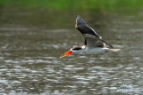 074 African Skimmer.JPG