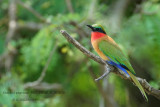 076 Red-throated Bee-eater.JPG