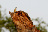 087 African Grey Woodpecker female.JPG