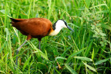 088 African Jacana.JPG