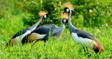 091 Grey Crowned Crane.JPG