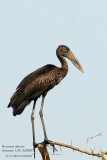 092 African Openbill immature.JPG