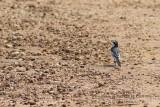 101 African Pied Wagtail.JPG