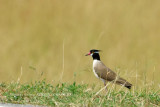 102 Black-headed Lapwing.JPG